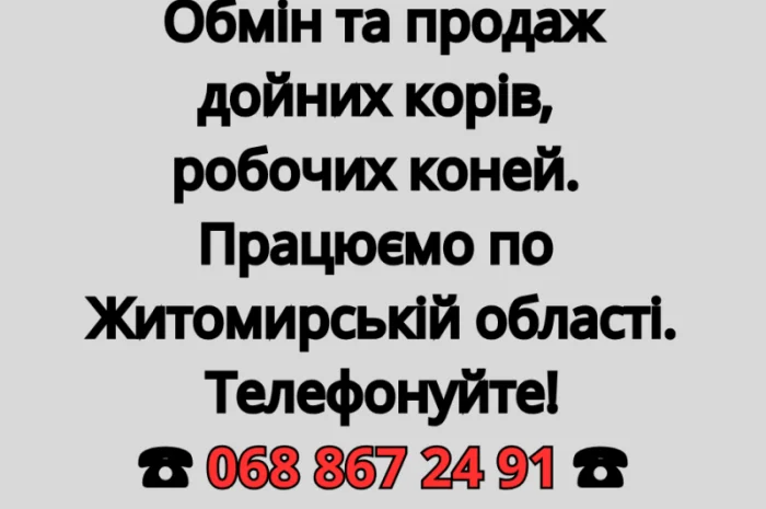 Обмен и продажа дойных коров- фото № 1