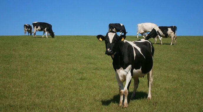 Куплю ферму ВРХ- фото № 1