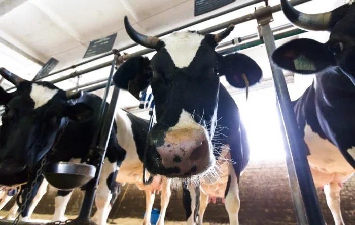 Куплю ферму ВРХ- фото № 2