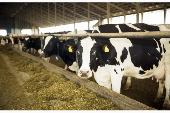 Продам ферми ВРХ- фото № 1