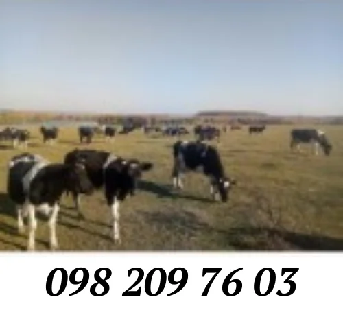 Куплю дійних корів на утримання від господарств- фото № 1