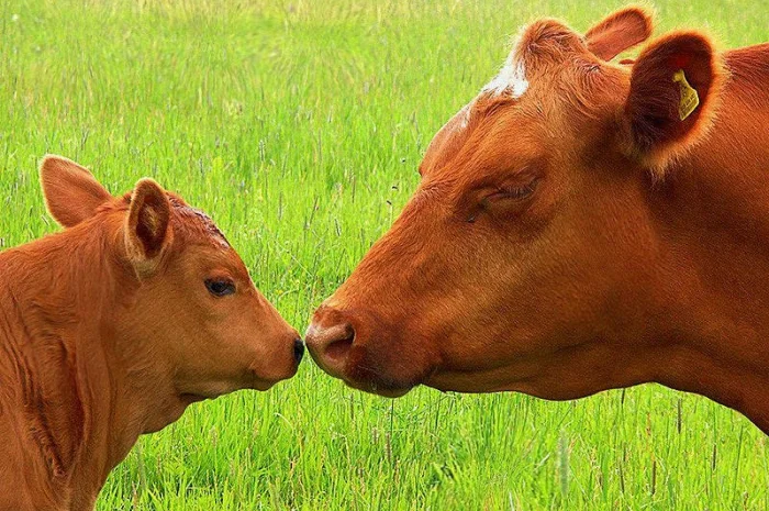 Куплю коров, быков и телок- фото № 1