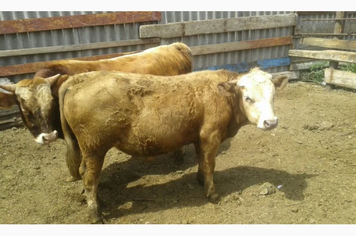 Закупка быков и коров в Харькове- фото № 1