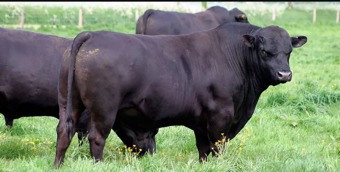 Купуємо ВРХ у будь-якій кількості- фото № 1