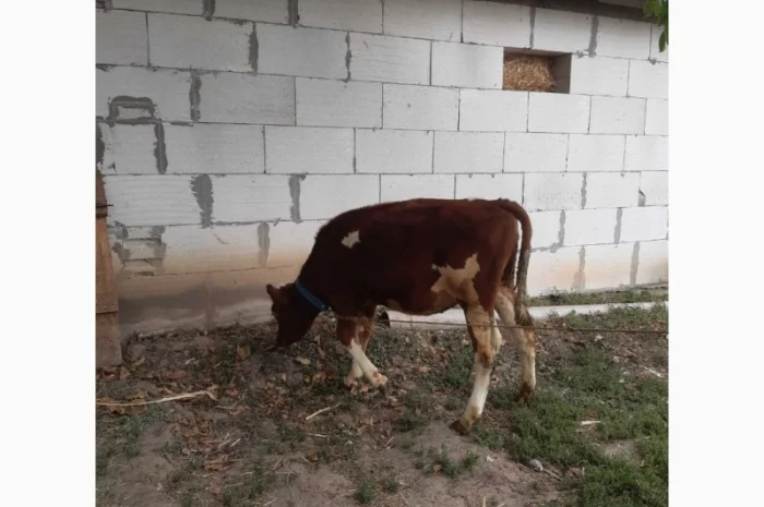 Продам теличка 5 місячна. Червоноряба- фото № 1