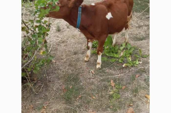 Продам теличка 5 місячна. Червоноряба- фото № 2