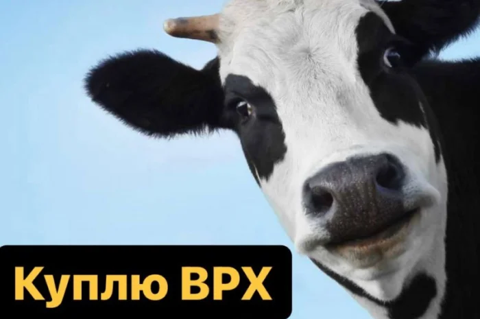 Куплю ВРХ Дорого. Корови на молоко, бички на м'ясо- фото № 1