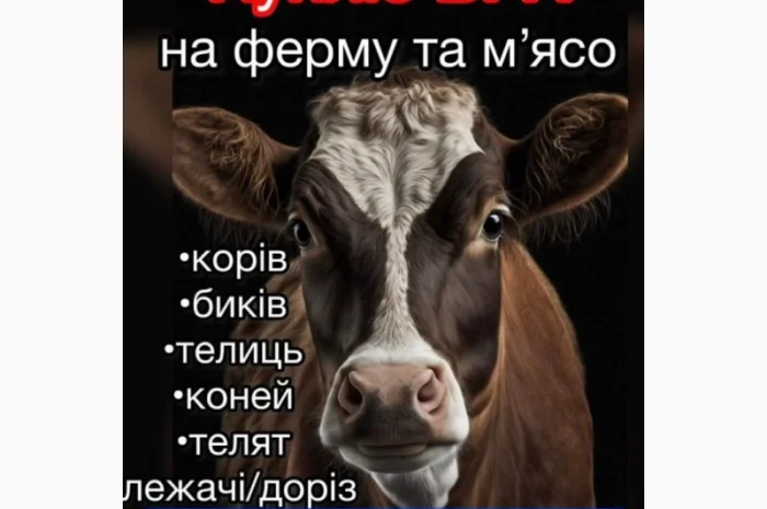 Врх Врх- фото № 1