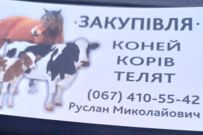 Куплю ВРХ, Корів, Коней, Дорізів молодняк- фото № 1