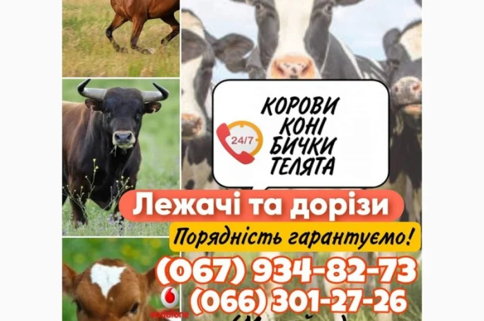Закупівля ВРХ(корови, коні, бички, телята)- фото № 1