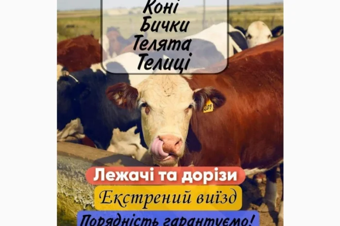 Закупка ВРХ- фото № 1