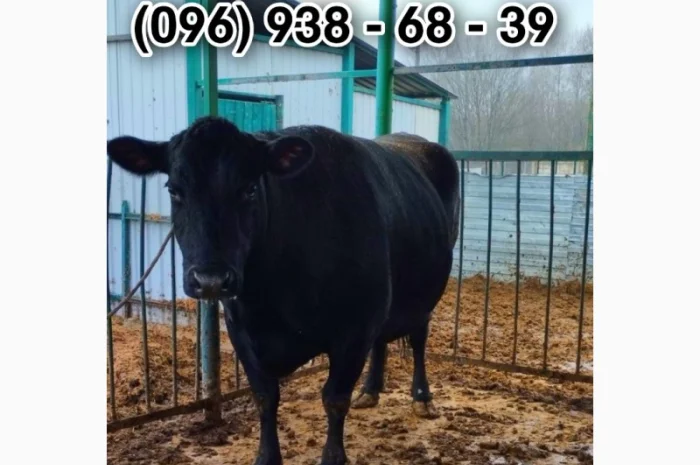 Закупівля ВРХ- фото № 1