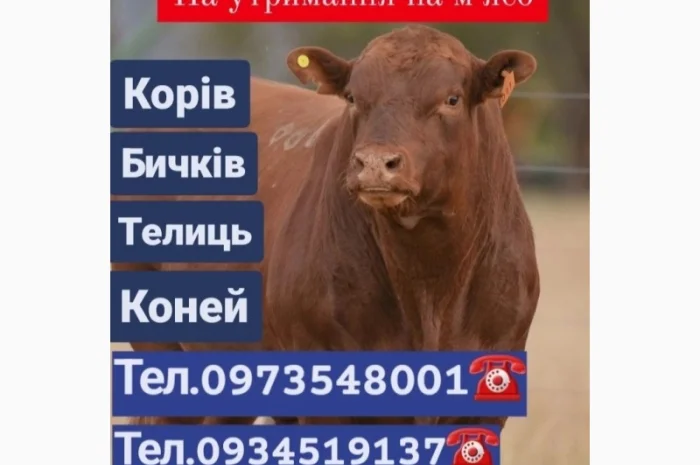 Заготівля ВРХ- фото № 1