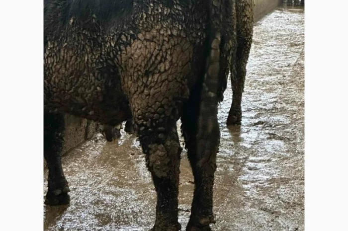 Куплю ВРХ- фото № 1