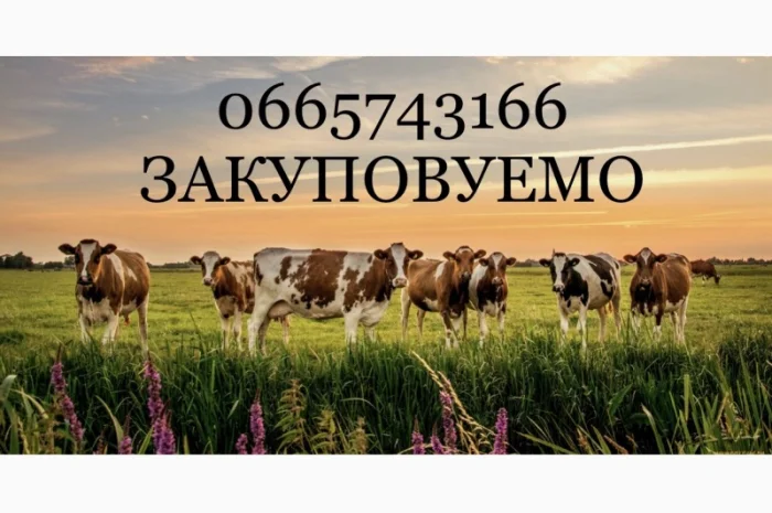 Куплю ВРХ- фото № 1