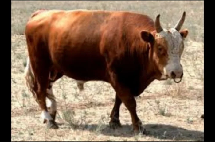 Куплю ВРХ Коней, Черкаська, Кіровоградська обл- фото № 1