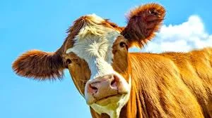 Куплю худобу (бики, корови, телиці і молочні телята) В Донецкой области- фото № 1