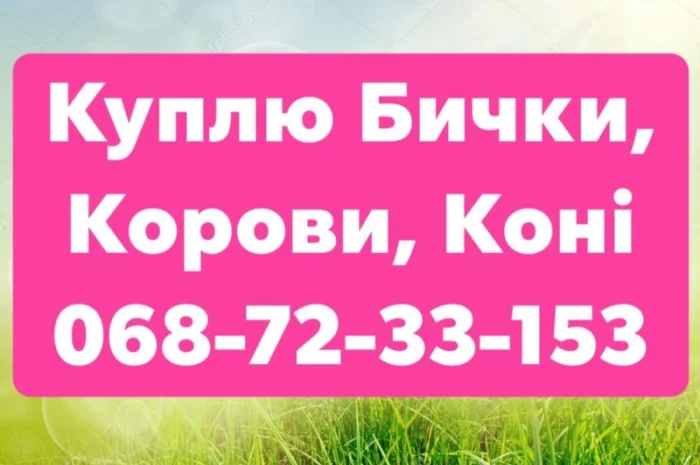 Купую ВРХ та Коні (Жмеринка, Літин, Бар, Хмільник)- фото № 1