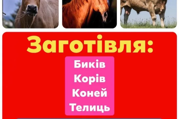 Заготівля ВРХ(Немирів, Гайсин, Іллінці, Погребище, Теплик, Тульчин, Липовець, Оратів, Христинівка)- фото № 1
