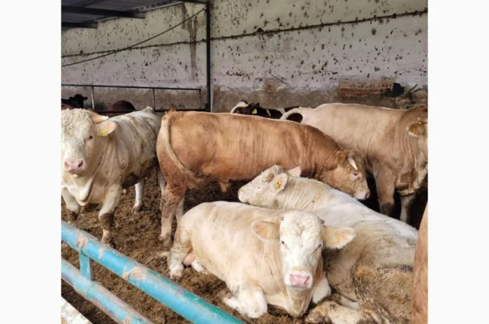 Куплю КРС на постоянной основе на експорт- фото № 1