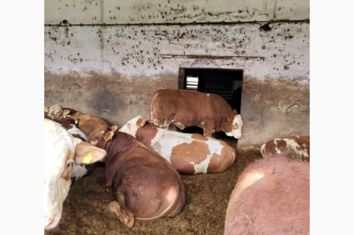 Куплю КРС на постоянной основе на експорт- фото № 2