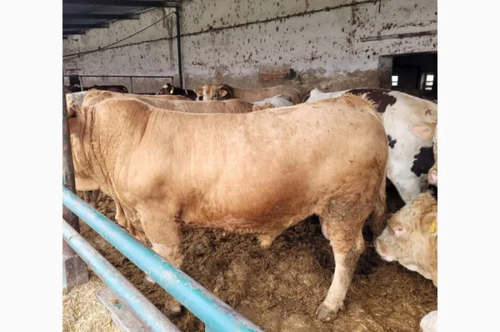 Куплю КРС на постоянной основе на експорт- фото № 3