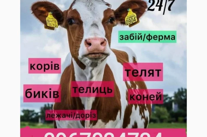 Закупiвлю врх- фото № 1