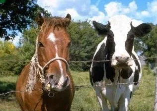 Заготівля ВРХ та коней- фото № 1