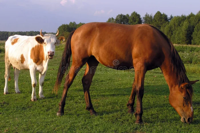 Заготовка ВРХ. Корови, Коні, Бики, Телиці, Телята, Лошата- фото № 1