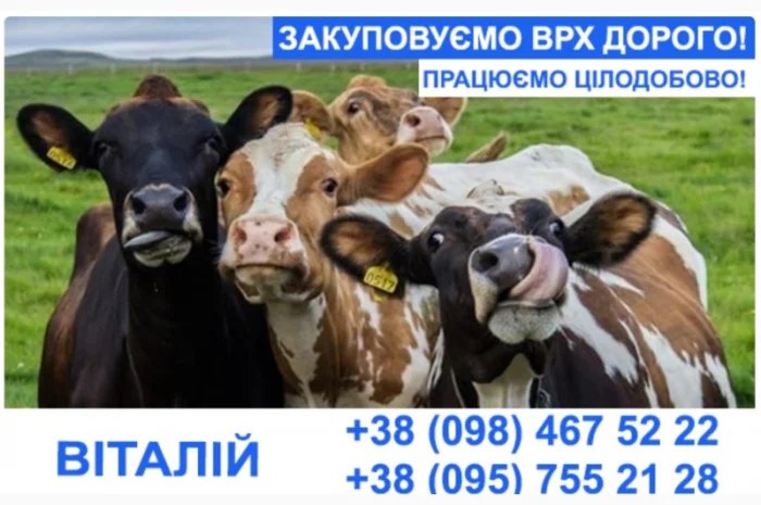 Покупаем коров и молодняк- фото № 1