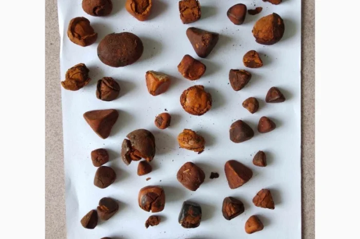 Жовчні камені великої рогатої худоби! купуємо дорого- фото № 1