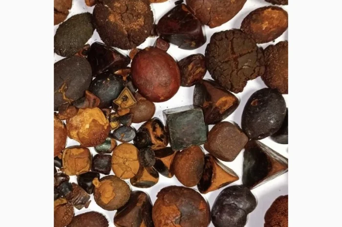 Дорого купуємо жовчні камені великої рогатої худоби- фото № 1