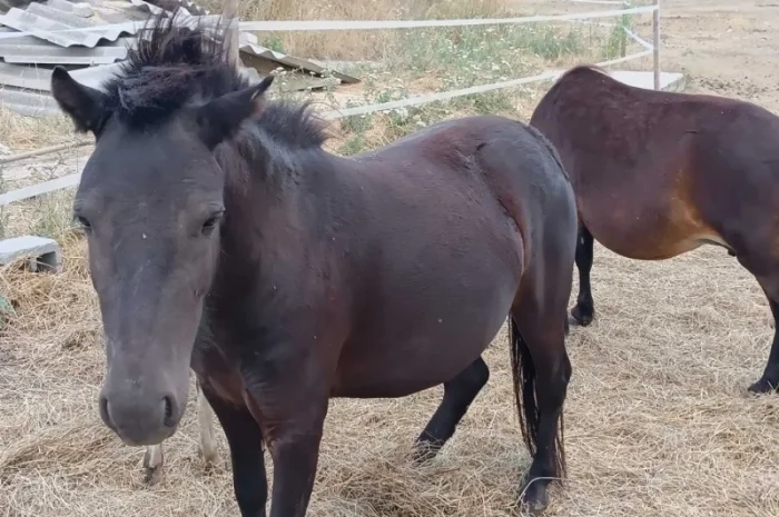 Продам пони- фото № 1