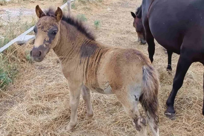 Продам пони- фото № 2