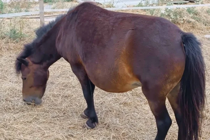 Продам пони- фото № 3