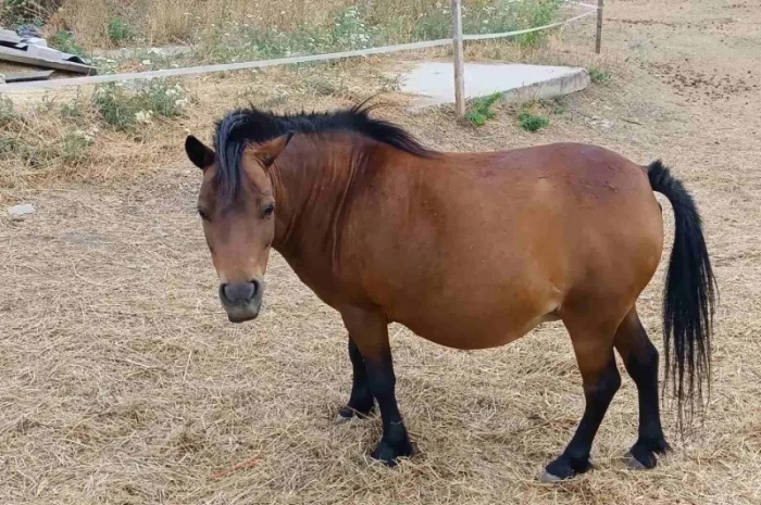 Продам пони- фото № 4