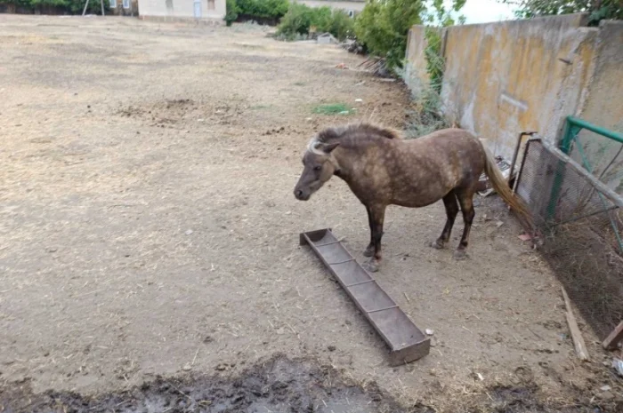 Продам пони- фото № 5