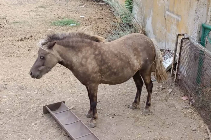 Продам пони- фото № 6