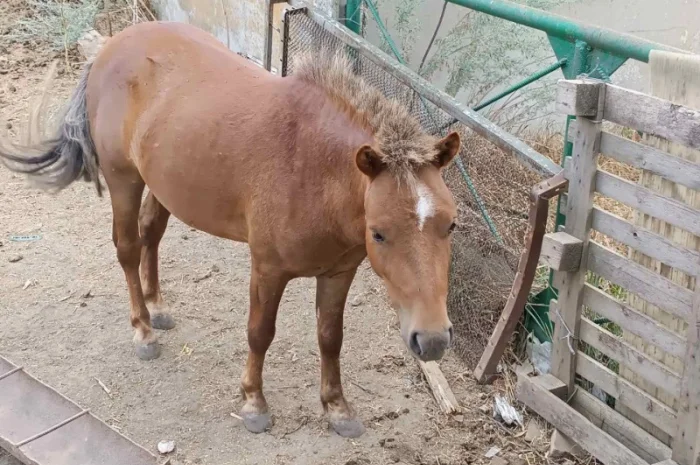 Продам пони- фото № 7