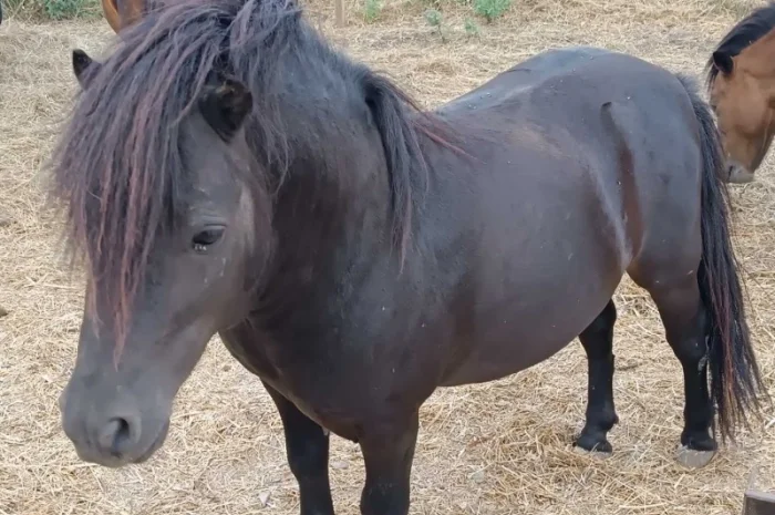 Продам пони- фото № 8