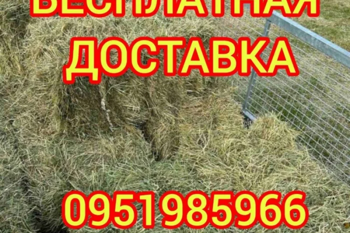 Сено луговое, люцерна с бесплатной доставкой- фото № 2