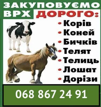 Закупка коней та ВРХ- фото № 1
