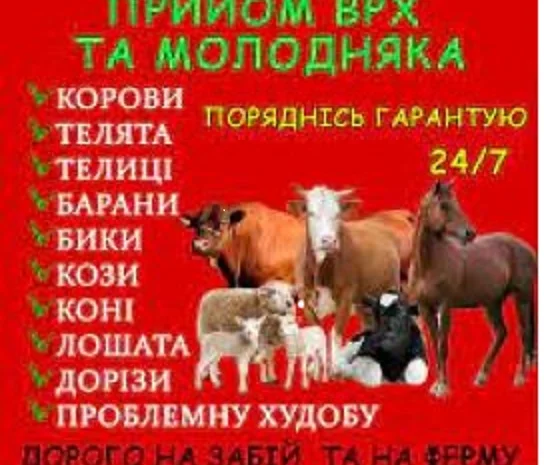 Заготівля врх та коней на мясо та тримання- фото № 1