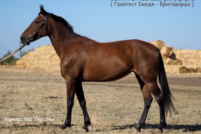 Українська рисиста кобила на продаж- фото № 1