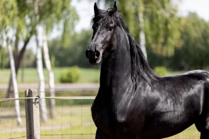 Фрізи завжди в наявності- фото № 1