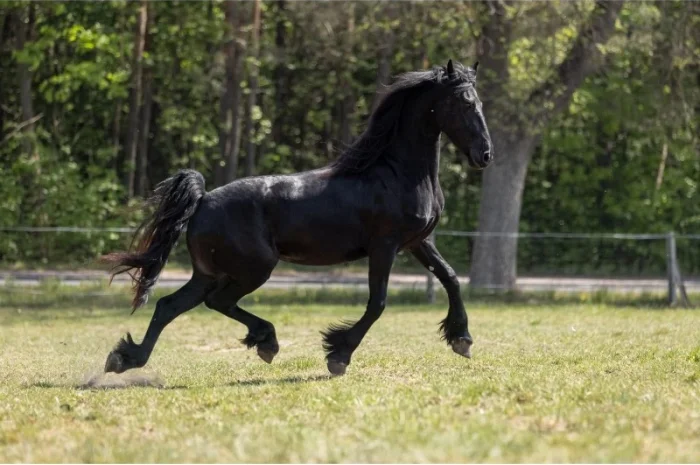Фрізи завжди в наявності- фото № 2