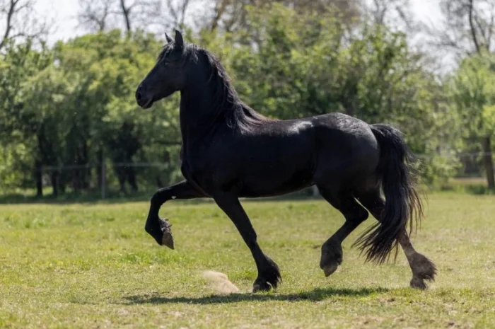 Фрізи завжди в наявності- фото № 3
