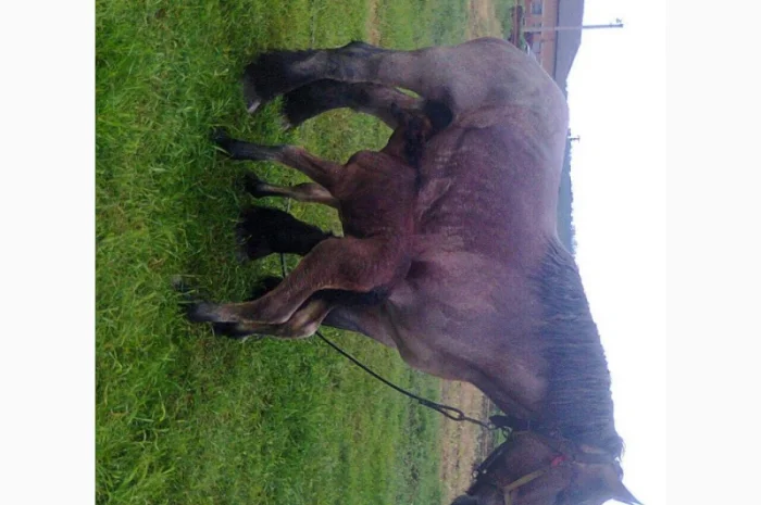 Лошади породы Брабансон- фото № 5