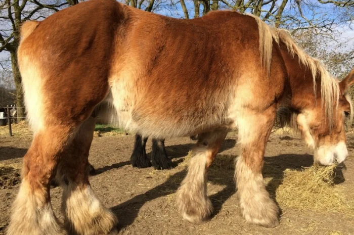 Лошади породы Брабансон- фото № 6
