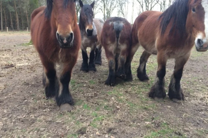 Лошади породы Брабансон- фото № 7